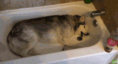 甚至连那些表情党,卖萌派的狗狗团体都没有进入演员阵容,也许是因为