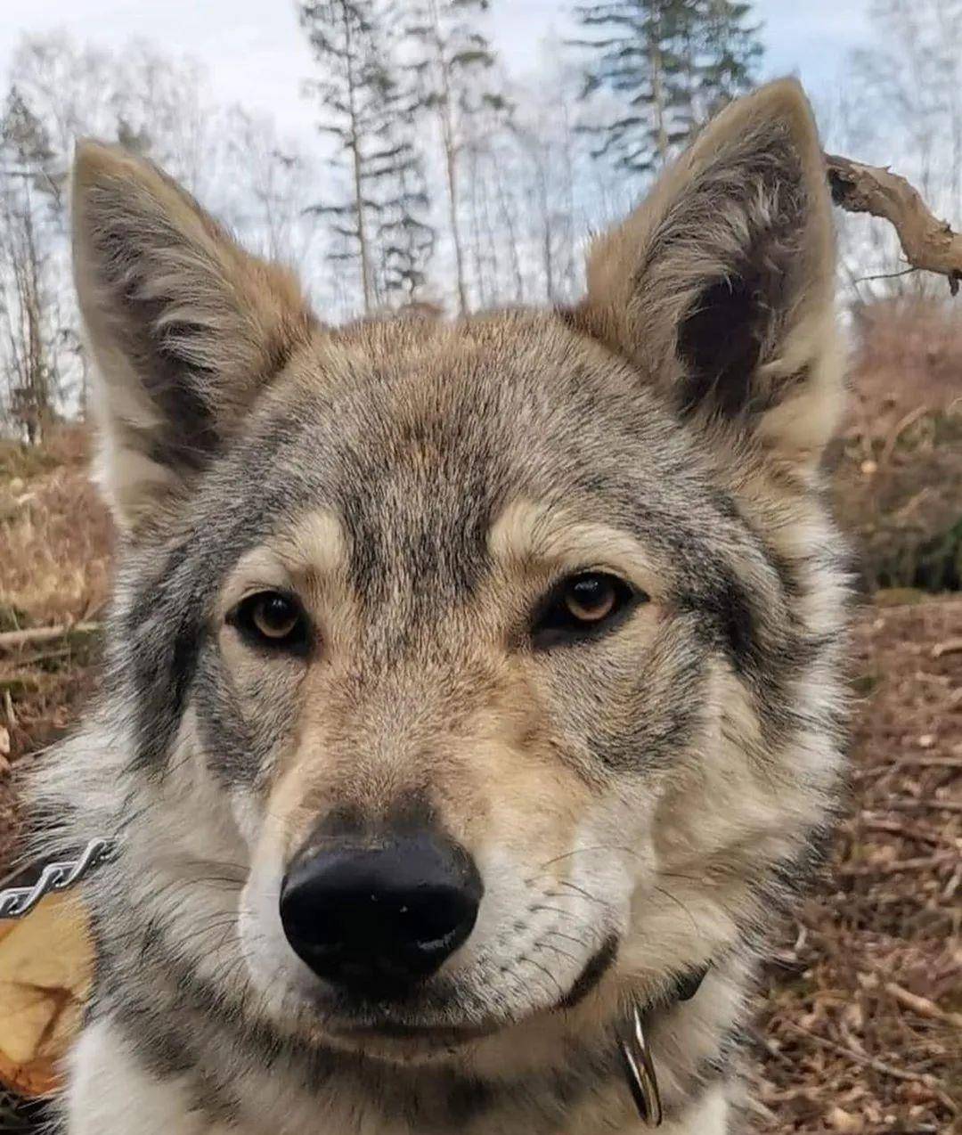 刚出生的捷克狼犬,小不点一个,浑身上下都是萌点.