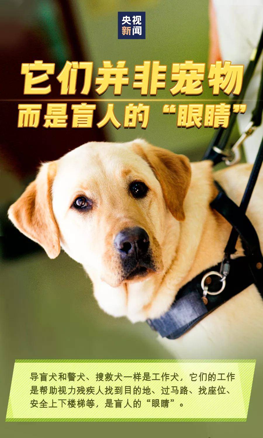 国际导盲犬日请善待导盲犬它们是盲人的眼睛你愿和导盲犬同行吗
