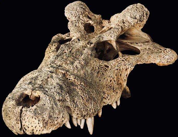 原创龙的原型可能已找到,发现大型爬行类头骨,头上长角,口中利齿