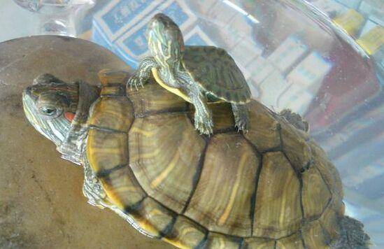 世界上最常见的乌龟,巴西红耳龟,不少人都养过,却不知道名字