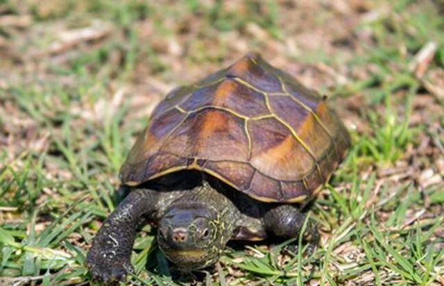 地球上10大最适合新手养的宠物龟,草龟和金钱龟领衔,你养了吗?