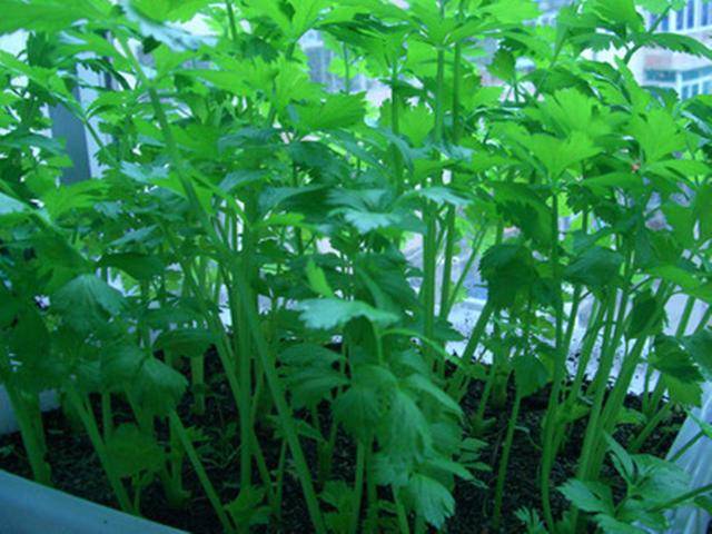 阳台盆栽芹菜生长不良?找准4个原因改善,茎叶嫩绿营养