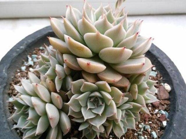 原创多肉里也有玛格丽特,生长季节给足水分,很快养成多头老桩