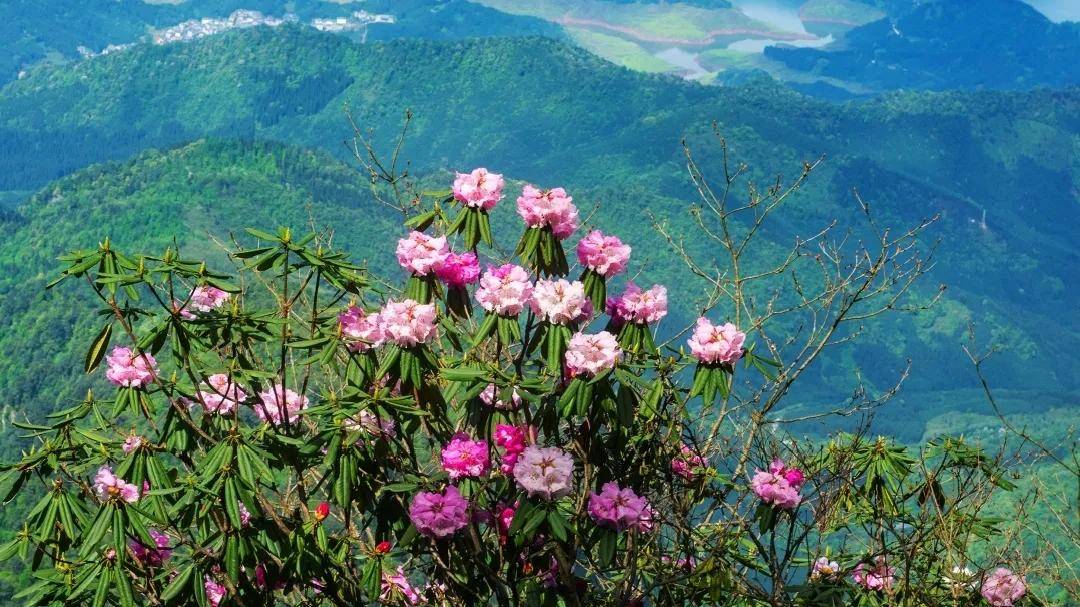 送你一个杜鹃花的世界 瓦屋山赏花,游玩全攻略