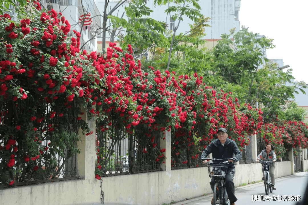 菏泽街头邂逅"醉美"花墙!_围墙