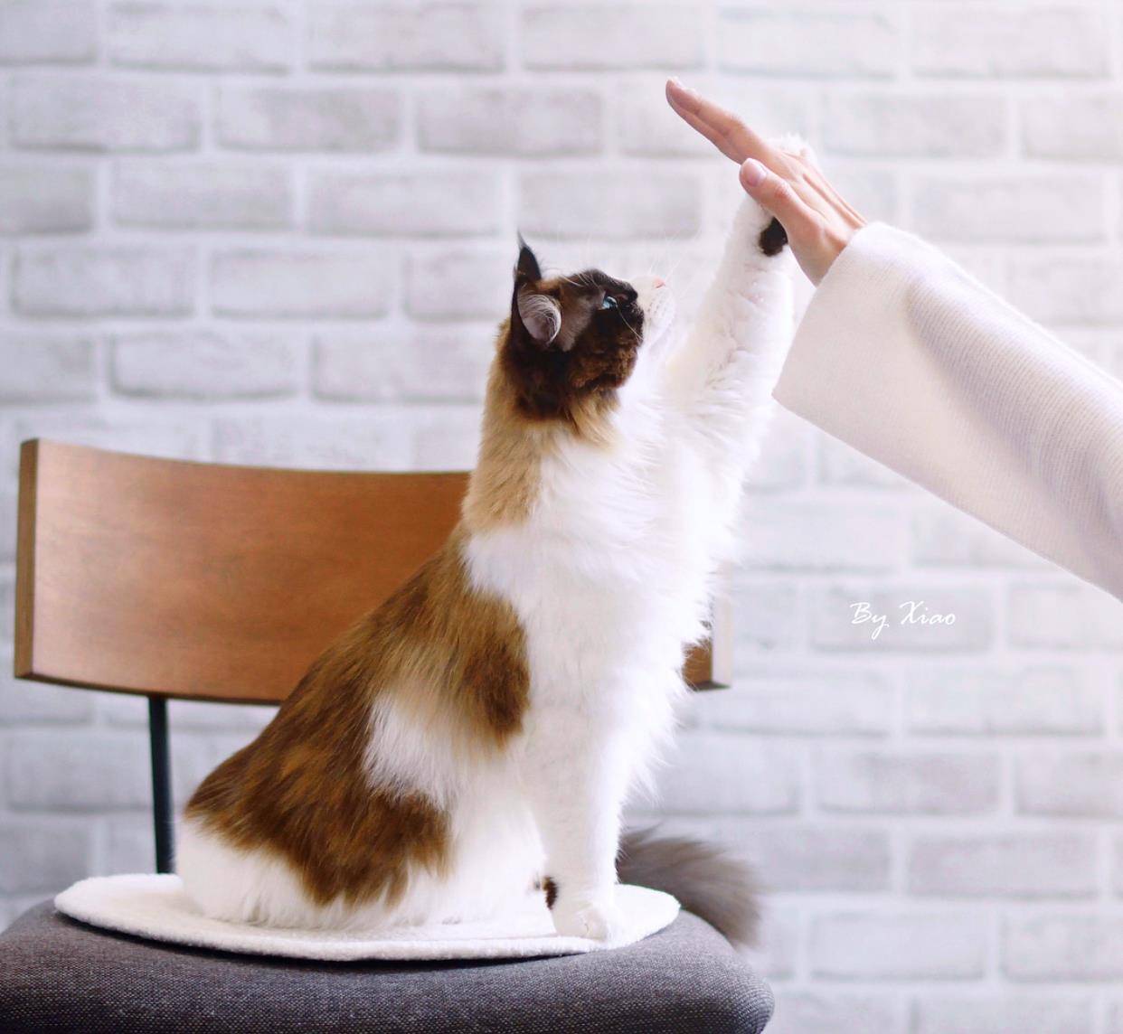 关爱流浪猫,美国某团体近日启动了"猫咪击掌"的有爱活动