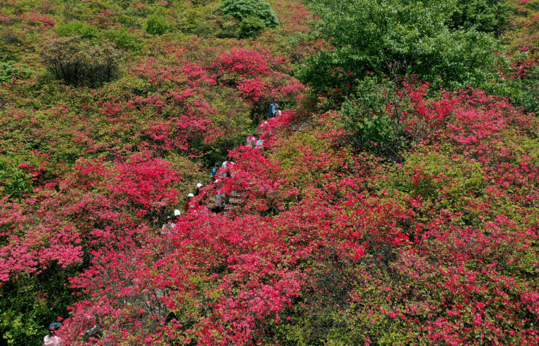 △5月5日大围山杜鹃花海