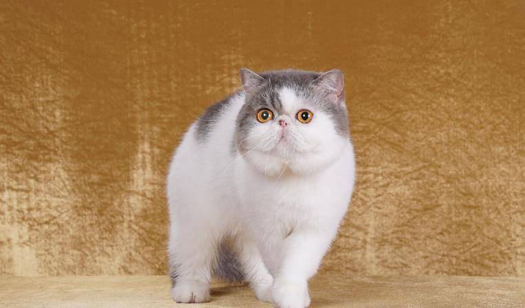 为什么有的加菲猫卖五万以上,有的才五千块?