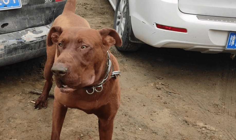 河南:大哥狗市卖红狼犬,刚满月的小狗要1500,大哥:南阳红狼没人敢和我