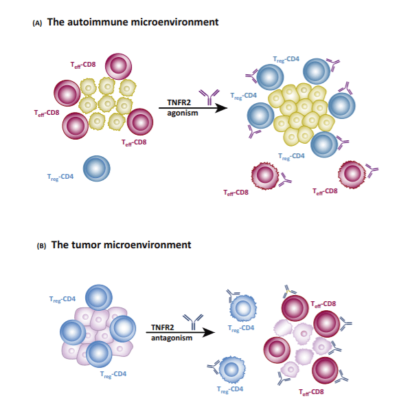自身免疫和肿瘤微环境中 tnfr2 激活和抑制作用(来源:trends in