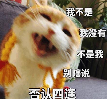 猫咪上桌偷吃被铲屎官当场抓住,猫挣扎:抓错了,放开我