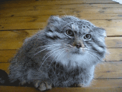 体型和家猫差不多,产于亚洲的猫 它们生性凶猛,以小型的哺乳动物为食