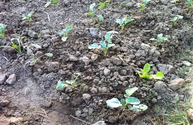 原创西兰花苗期管理方法,农民掌握以下要点,收获高产优质的西兰花