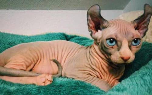 原创世界上最奇异的猫咪你见过几种?网友纷纷表示这种猫最诡异