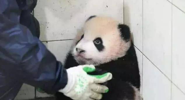 原创为什么熊猫咬人后要默默的绝食,内疚吗?饲养员说出了实情