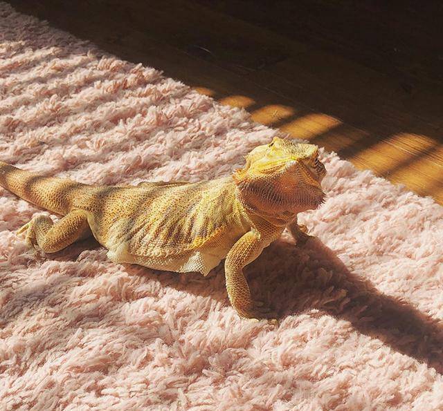 据说蜥蜴是冷血动物,晒晒太阳是不是更有好处呢?