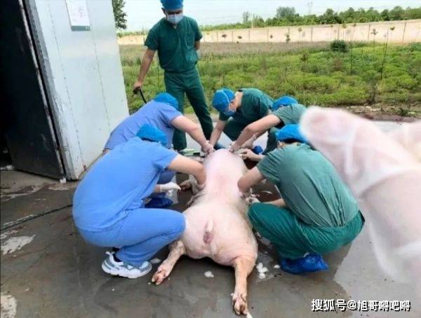 用猪皮做移植手术, 可能很多人也和小编一样是第一次听说, 小编忍不