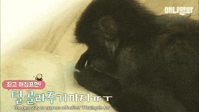 原创猴子遭同类虐待得了自闭症,直到遇见天使拉布拉多,奇迹出现了