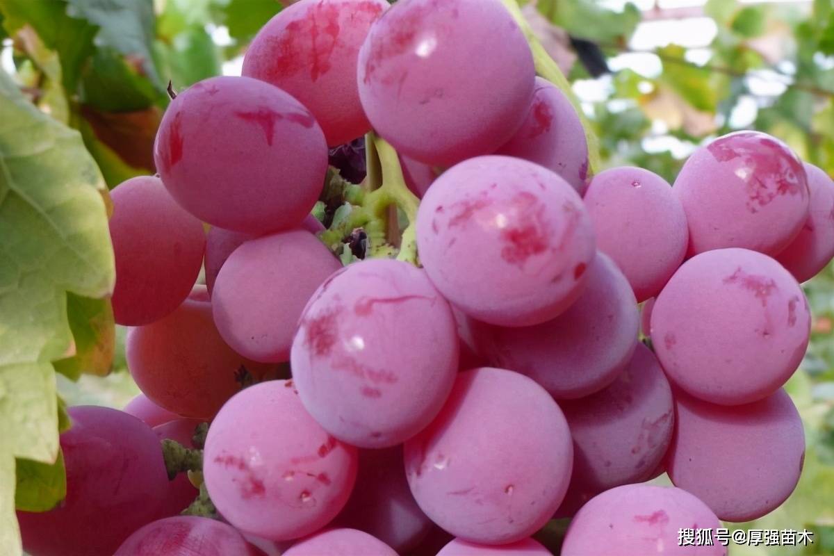 红提和葡萄的种植技术_提子