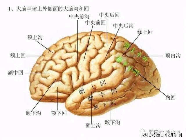 大脑的结构与功能「心理咨询师学了什么7」_丘脑