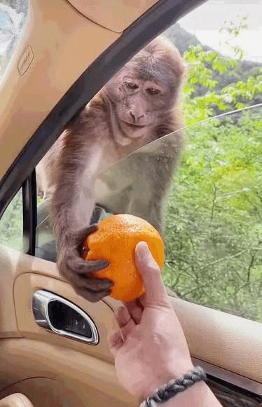 搞笑图片:旅游景区最皮的是猴子,它把手伸进车窗取丑橘.