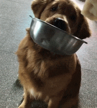 爱吃饺子的金毛,只要主人吃饺子,立马叼着饭盆看着你