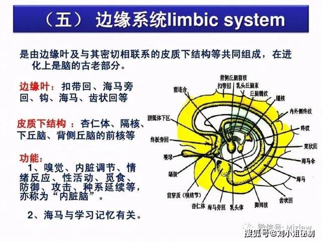 「心理咨询师学了什么7」 下篇加课,讲和情绪非常相关的大脑边缘系统
