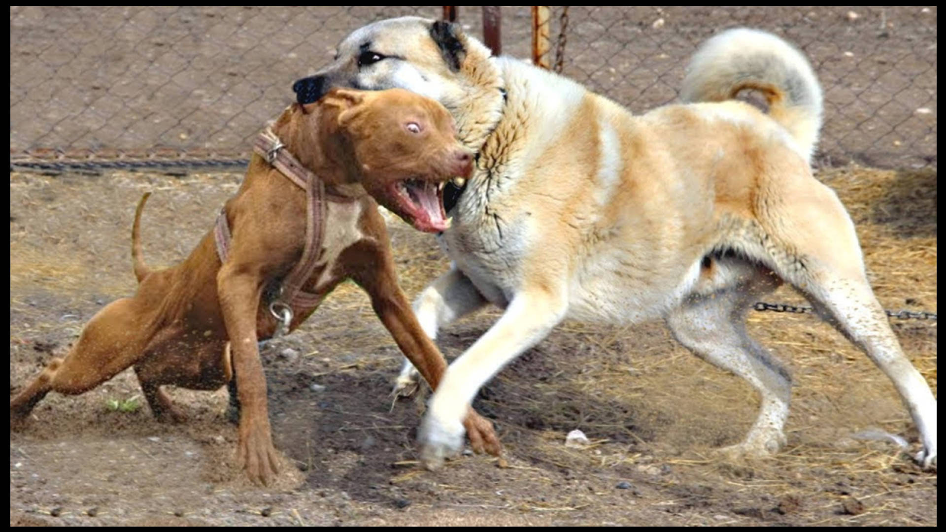 恶霸犬是比特犬吗