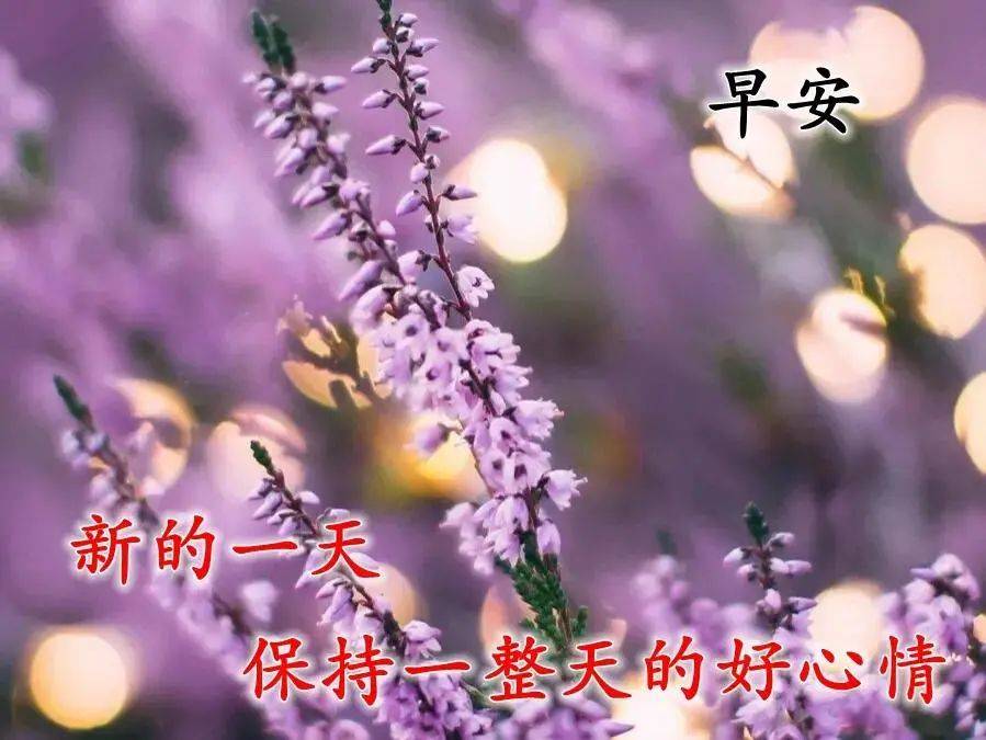 原创清晨暖心早安问候祝福图片鲜花带字,最美早上好动态表情鲜花图片