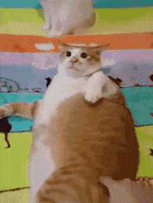 搞笑段子:猫头鹰跑步的姿势太可爱了!就是表情多少有点不温柔!