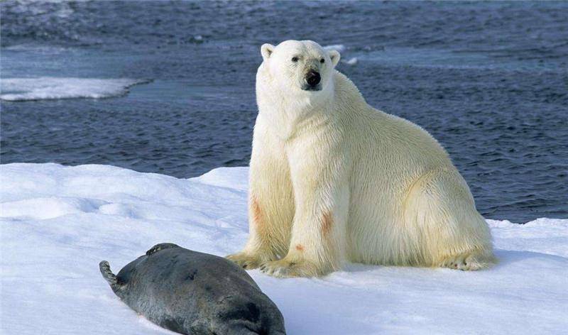 【世界北极熊日】冰川上的白色精灵