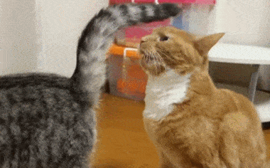 原创橘猫闻了闻老婆的屁股,露出吃惊的表情,怎么会这么臭!