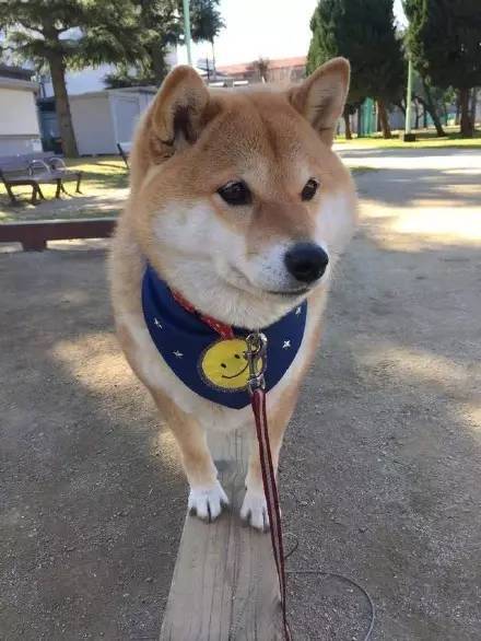 柴犬冷知识你知道吗看这里带你了解