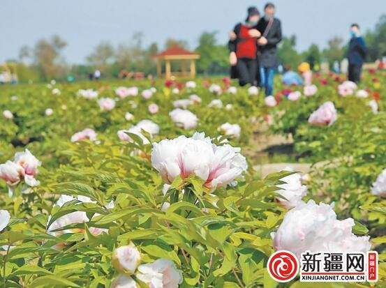 新闻链接 来乌鲁木齐市种苗场,赏牡丹花开 新疆网讯(记者郭军鸽)都说