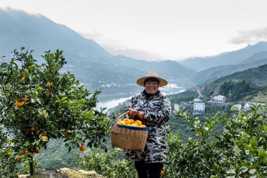 百果园暖春助农再行动助力秭归脐橙销售近700吨