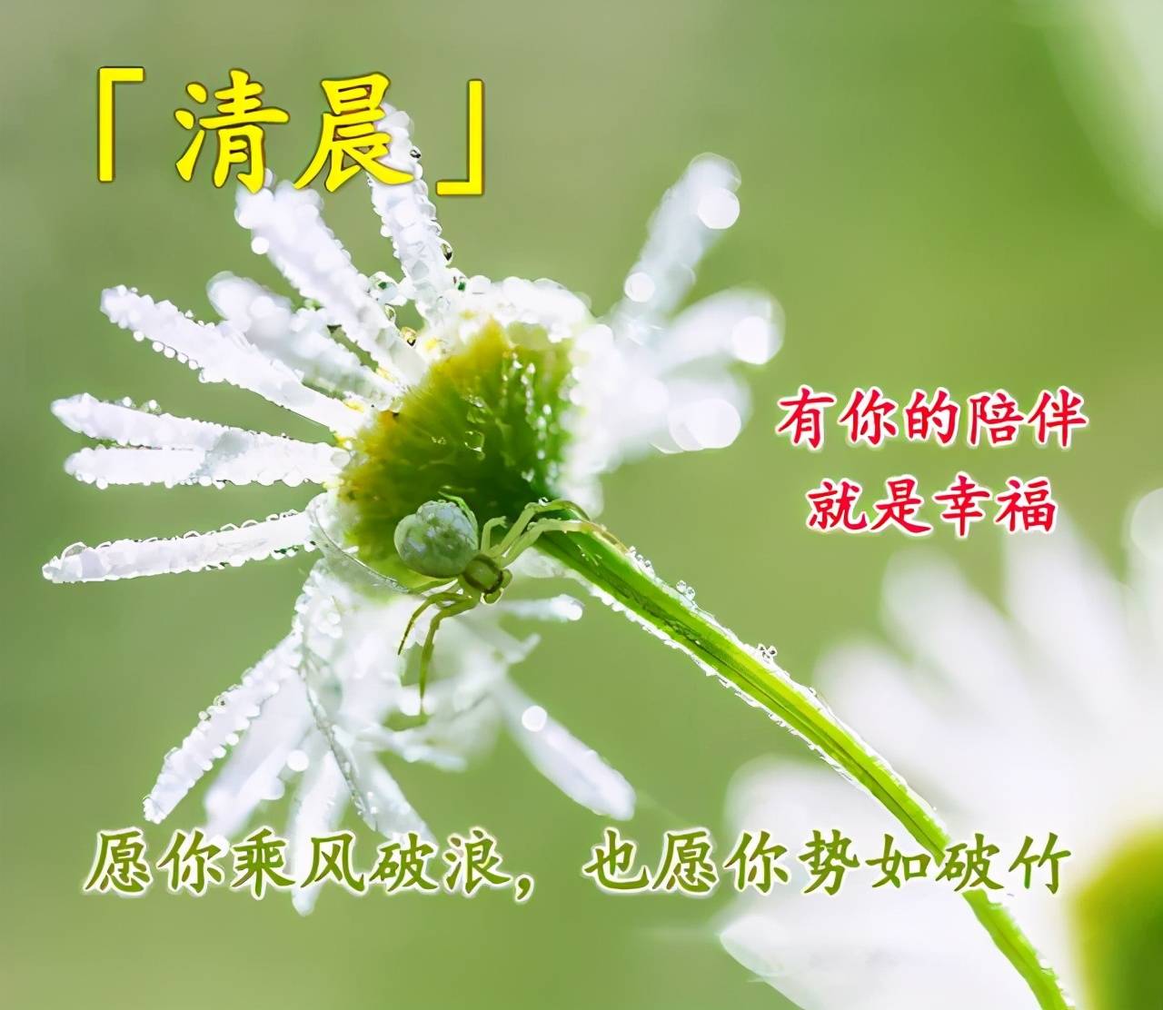 唯美走心的早安动态祝福图片 最美的早上好动态表情包