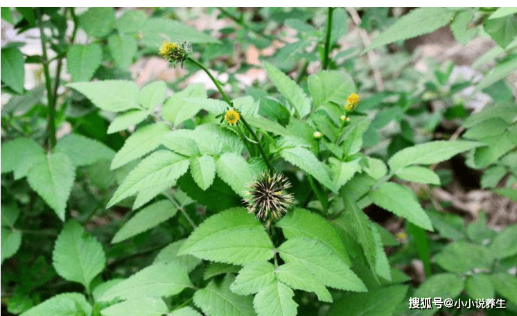 【鬼针草的禁忌】