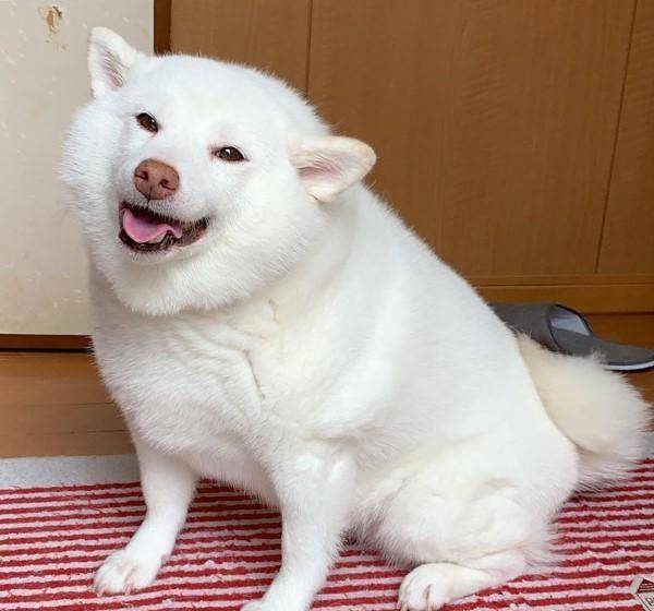 白柴小知识你知道吗?_柴犬