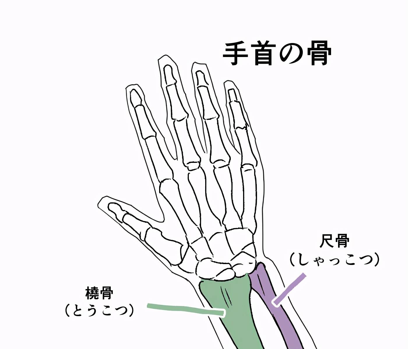 那么,在教程中,将从骨骼机理上为大家讲解一下这个手腕凸起的问题.