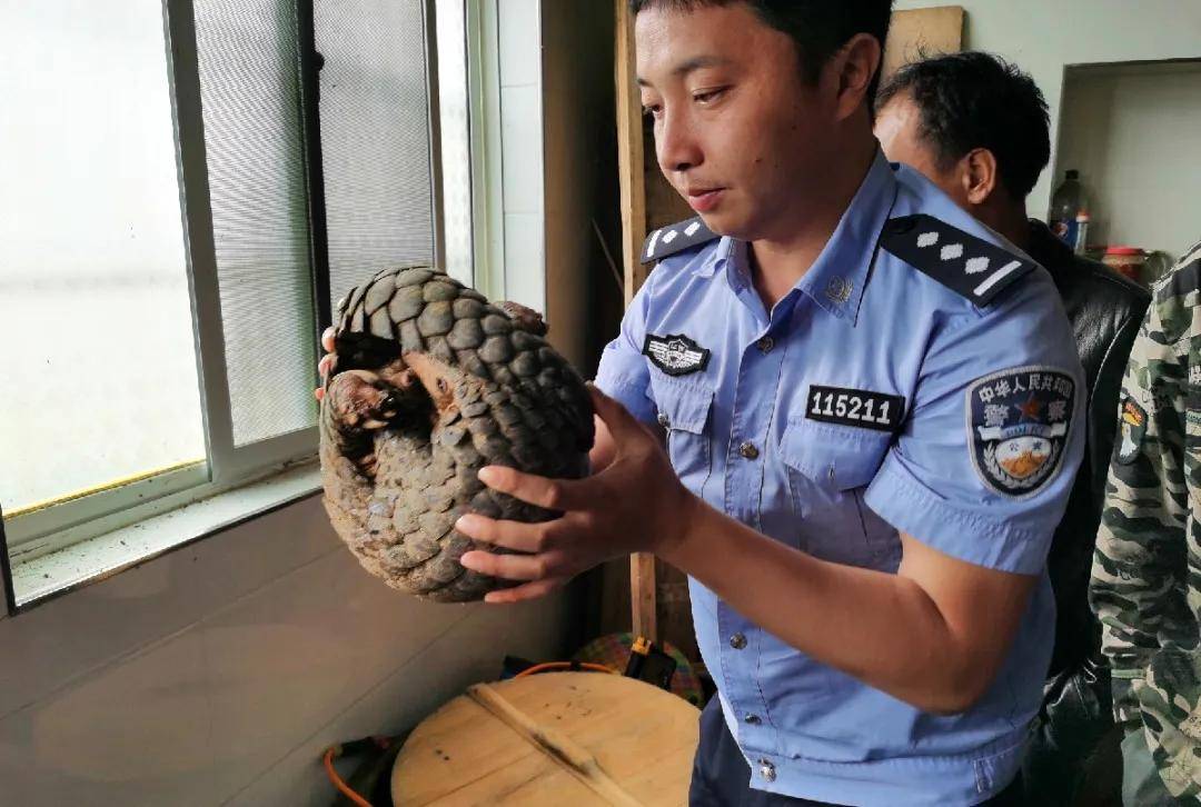 国家一级保护动物穿山甲惊现南城 警民联手将其放生