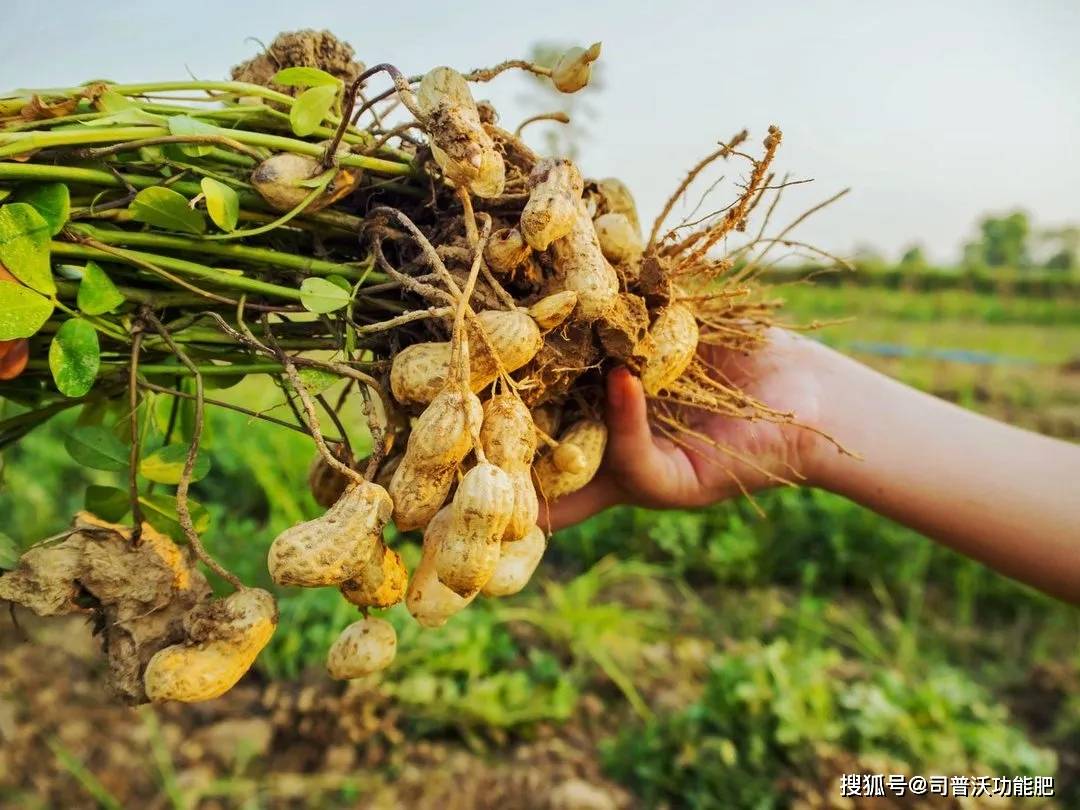 花生用什么叶面肥好?_植株