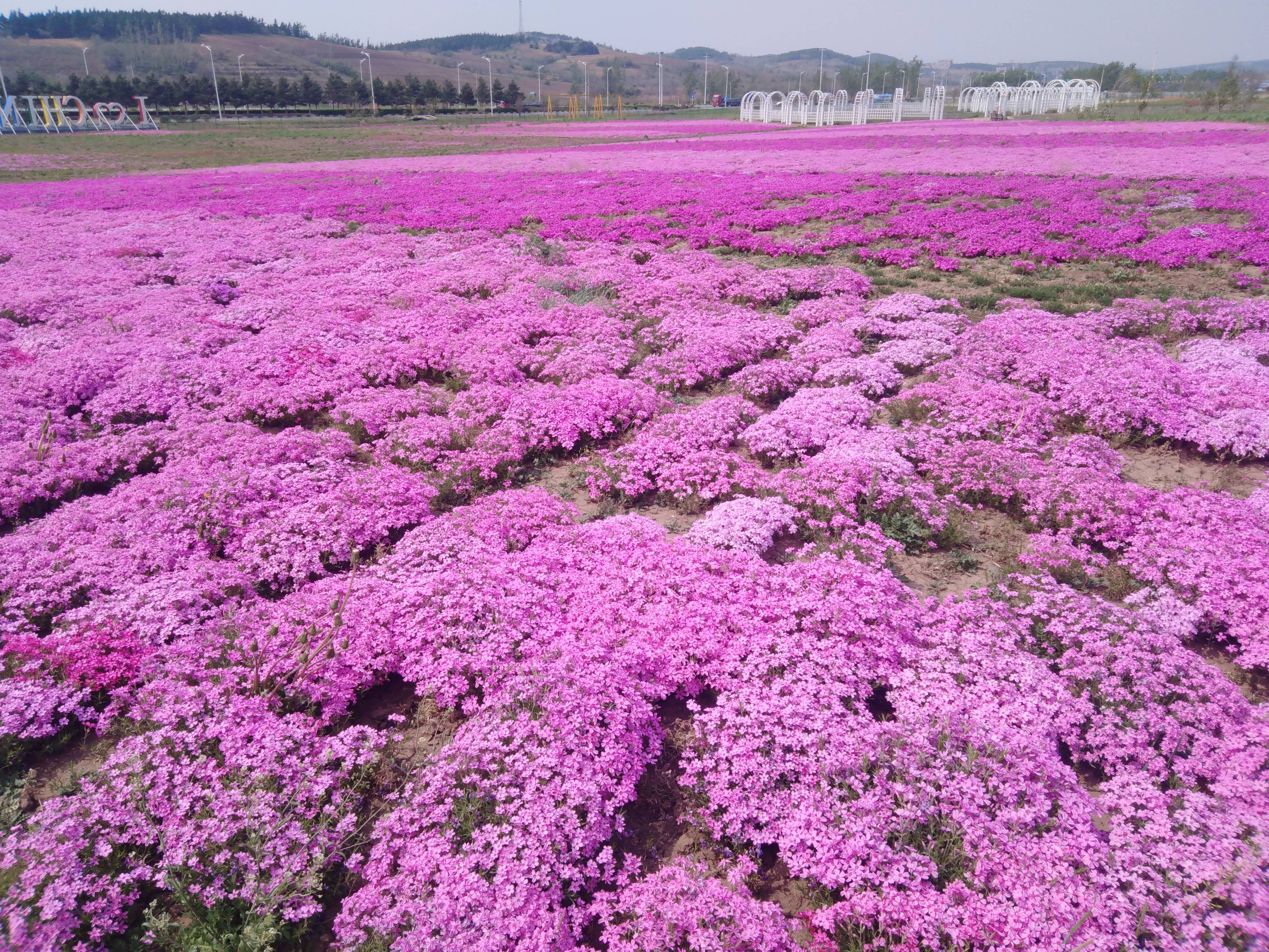 来"凉爽的"莲花山,邂逅浅山花海赏 "彩虹"