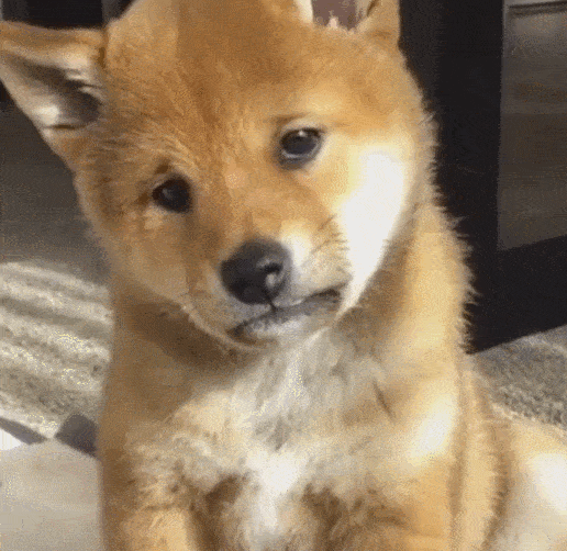 原创没睡醒的秋田小犬一脸苦丧样看着铲屎官狗没睡醒我要哭了