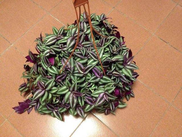 养盆栽吊竹梅,4个"小技巧",叶色鲜艳比花美,越长越旺成窗帘