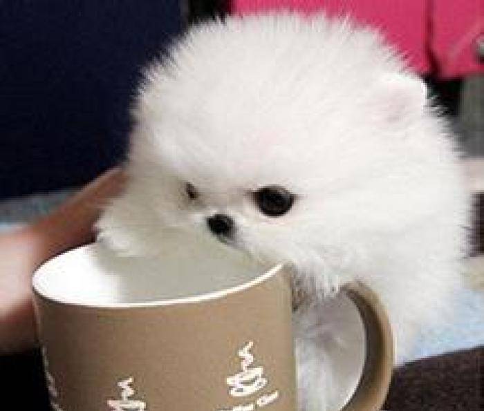 原创茶杯犬 可爱的外表,才是它们伤痛的深渊,看完泪目