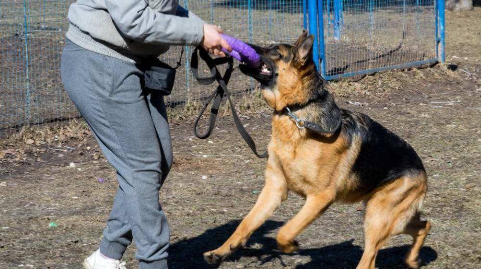 德国牧羊犬做错了什么,为什么要被禁养?_咬人