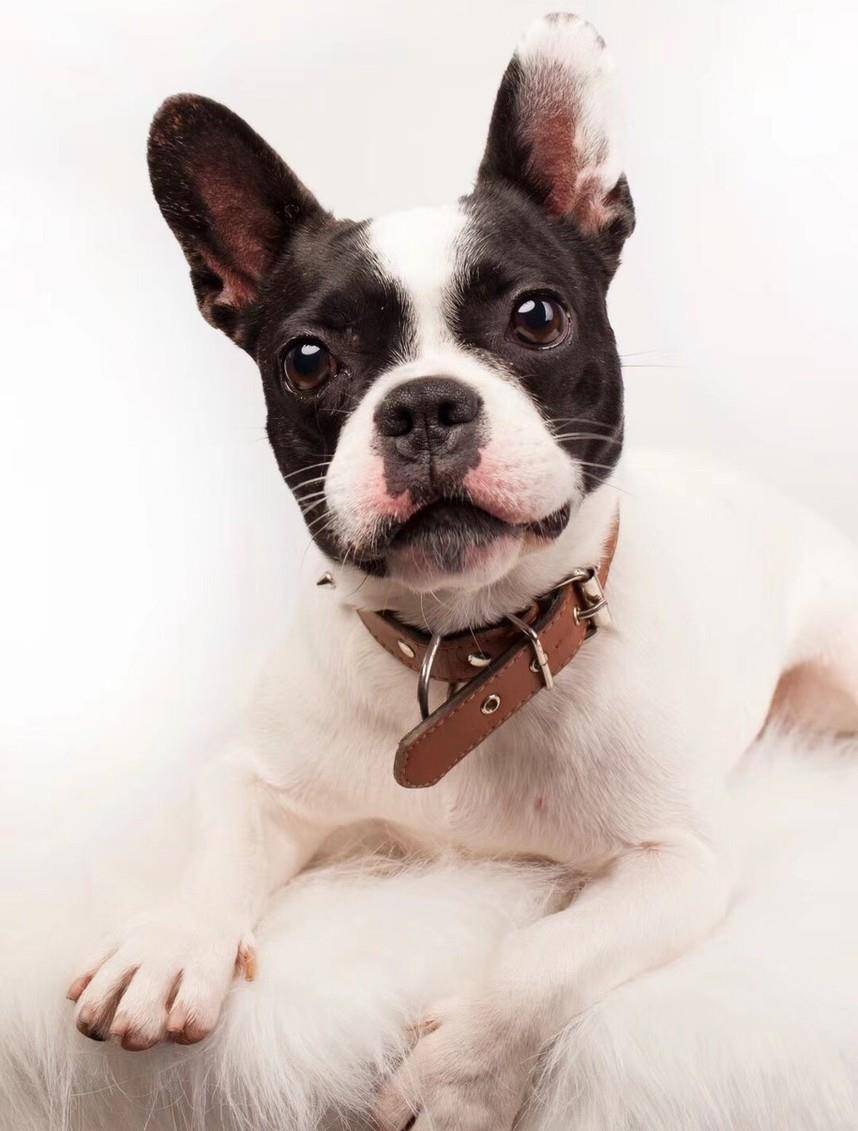 原创法斗?英斗?斗牛犬一共几种?有哪几种斗牛犬?