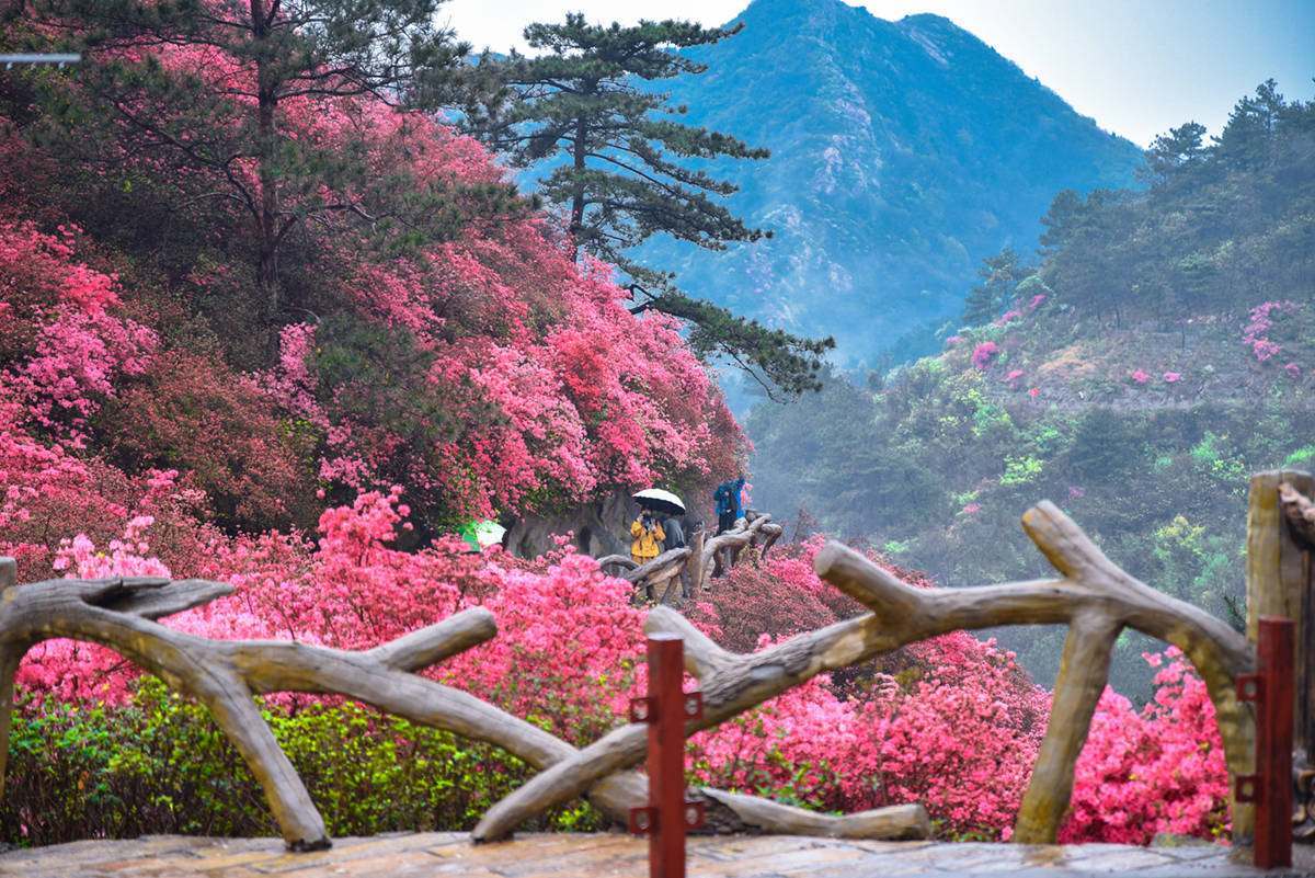 山樱之后,漫山遍野的杜鹃花便迅速接力.