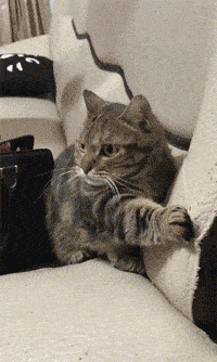 猫咪的爪子被床勾住了,主人还在一旁淡定的拍照,猫:先